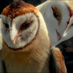 Still of Helen Mirren and Ryan Kwanten in Legend of the Guardians: The Owls of Ga'Hoole (2010)