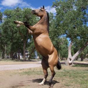 Bobby Lovgrens trick horse Houdini