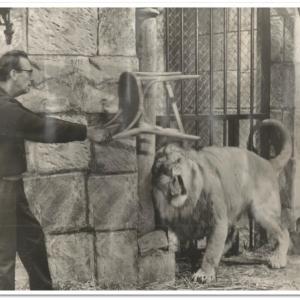 Ernest Morris Director  Lion Tamer