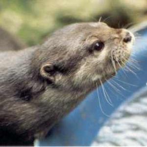 Sophie Nevilles tame Asian shortclawed otter