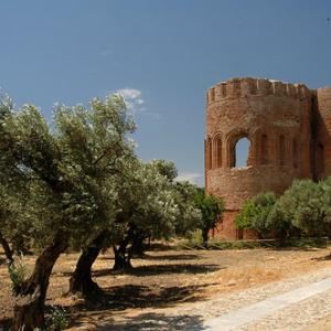 Between the olive trees