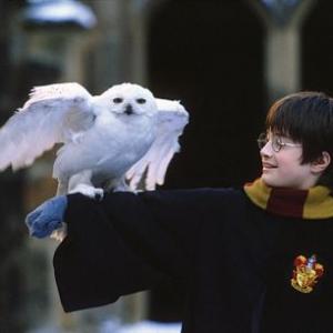 Harry  Hedwig