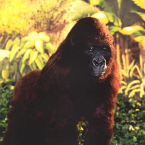 In costume as Amy the gorilla posing for a picture, on the set of Congo, 1995.
