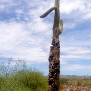 sad cactus cafe  middle of Arizona desert  July 2014