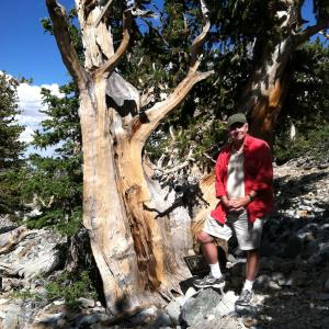 Director Ross Spears with an ancient bristle cone pine tree during the filming for THE TRUTH ABOUT TREES in 2012