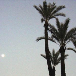 Tranquility research: Palm moon, Morocco (Photo by Leila Alaoui)