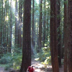 Roland Tec on location in the California Redwood forest We Pedal Uphill