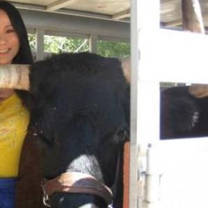 Linda Wang working with Partick the wild Bull on Discovery channel's hit show -- Animal Planet.