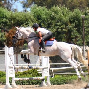 My other love horse training