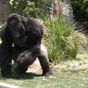 As the Gorilla in Old Dogs