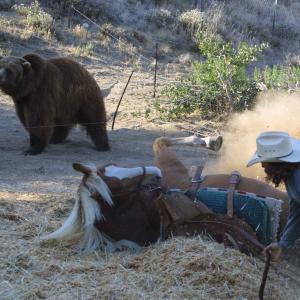 Laying Thunder Horse down 15 feet from Ursula Bear! Amazing Animals!!!!
