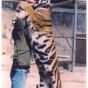 I am learning to do a Tiger attack with Tara. Randy Miller(Tiger Owner)is Cool about teaching me.