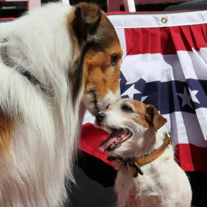 Lassie and Uggie at event of Artistas 2011
