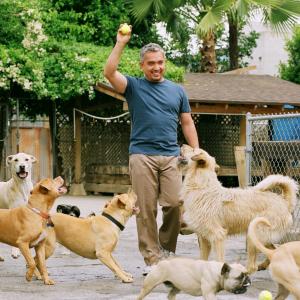 Still of Cesar Millan in Dog Whisperer with Cesar Millan (2004)