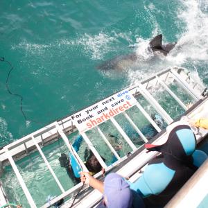 top POV of shooting underwater Great White Sharks in Gansbaai Western Cape South Africa