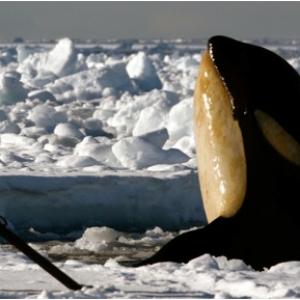 Filming killer whales in the Antarctic for Frozen Planet