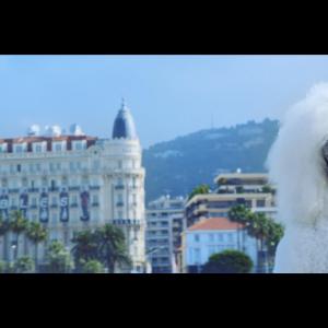Palm Dog Teaser shoot Cannes