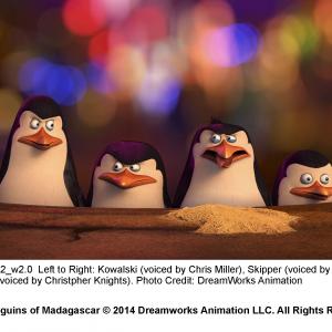 Still of Tom McGrath and Chris Miller in Penguins of Madagascar (2014)