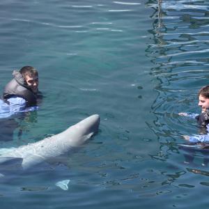Actors Rich Handley and Kellan Rhude play with Joffrey the fake great white shark in between takes on the set of Indianapolis.