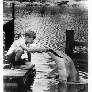 Still of Luke Halpin and Flipper in Flipper (1964)