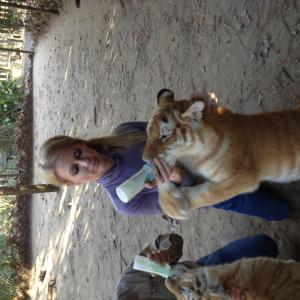 Pamela Kay is IWRC certified a LDWF permitted bobcat rehabilitator and an FCF registered exotic cat handler Zoo of Acadiana Golden Bengal Gumbo