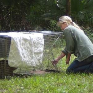Pamela Kay releasing a reabilitated Bobcat after a year long successful venture for the Louisiana Bobcat Refuge documented by renowned conservationists and international wildlife photographers CC Lockwood and Steve Uffman