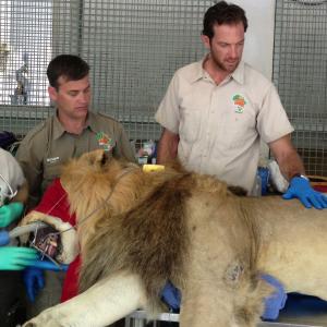 Jeremy prepares to perform a dental procedure on Tsavo, a 420 lb. male lion, on Nat Geo Wild's JOBS THAT BITE!