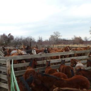 Time to grow up - Fall Weaning