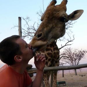 South Africa  Giraffe Photo Op