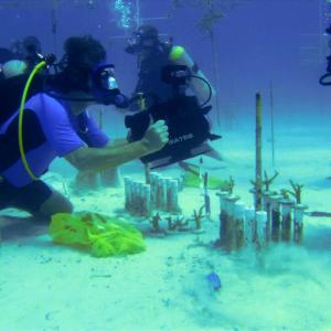 RC shooting Ocean Mysteries Coral Restoration project episode off Key LargoTavernier Key FL