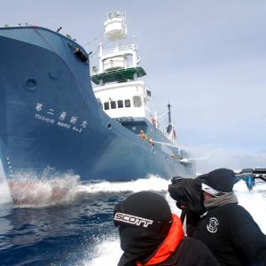 Whale Wars - Season 1 Field Producer and series D.P., Robert Case shoots as Boson Dave and Boson's mate Riccy maneuver under the bows of the Yushin Maru No. 2