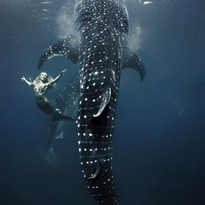 Hannah Mermaid swimming with Whale Sharks for Tears of a Mermaid Documentary