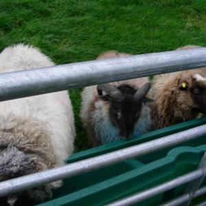 Harry with his second wife Creamy and third wife and mother of two of his six lambs Tufty