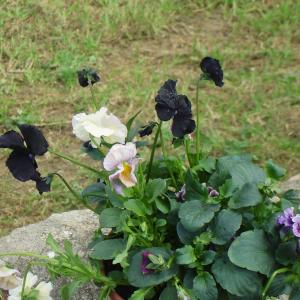 A SICILIAN ODYSSEY finds black pansies in Corleone Siicly on Holy Friday
