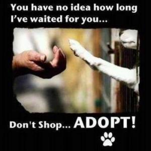 Adopt shelter dogs!