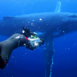 Rob Stewart filming humpback whale Tonga