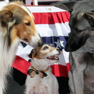 Lassie, Rin Tin Tin II and Uggie at event of Artistas (2011)