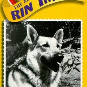 Rin Tin Tin II in The Adventures of Rin Tin Tin 1954