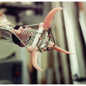 Something is Out There (1988) Rick Baker Studio. Claw mechanism for tentacle tip. 3 weeks in Sydney, Australia. 2 hour train ride (through jungle) to and from Bob McCarron's Mt. Cola studio.