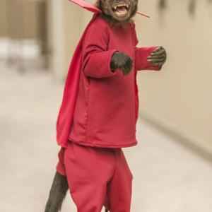 Still of Crystal the Monkey in Animal Practice (2012)