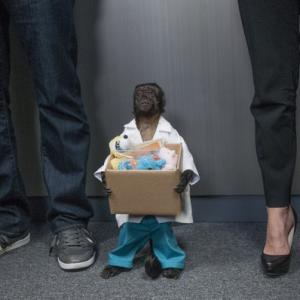 Still of Crystal the Monkey in Animal Practice 2012