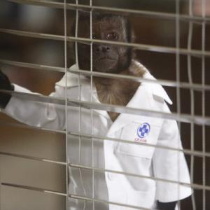 Still of Crystal the Monkey in Animal Practice 2012