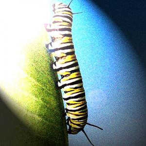 A curious caterpillar ventures up the 