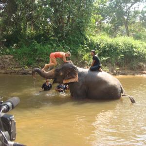 Swimming with elephants in Malaysia