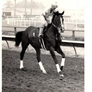 I used to train and exercise thoroughbred race horses at Santa Anita Hollywood Park and Del Mar!