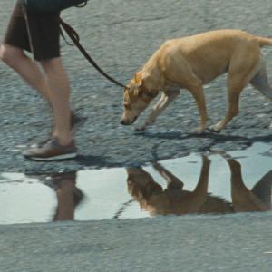 Still of Lucy in Wendy and Lucy (2008)