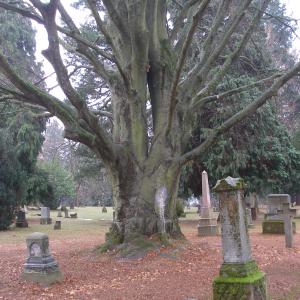 Restless: Cemetery Scene Portland, Oregon.