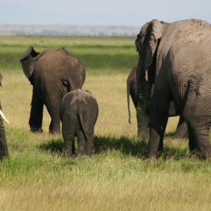 Game Over: Conservation in Kenya