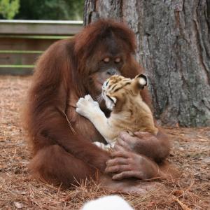 PBS - When Animals Adopt