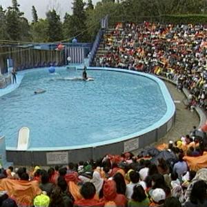 As the outcry mounted, representatives from various organizations  including Phillips, Berman and Dr. Rose met with the owners of the Reino Aventura theme park in Mexico City, where Keiko was confined. They explored every possibility, including moving him to another aquarium. None were willing to take him, due to the mysterious skin disease Keiko had developed, which members of the captive industry feared would spread to otherorcas in their parks. When the option was suggested to return Keiko to his native habitat, Warner Bros. approached the Earth Island Institute to serve as the orcas custodian.